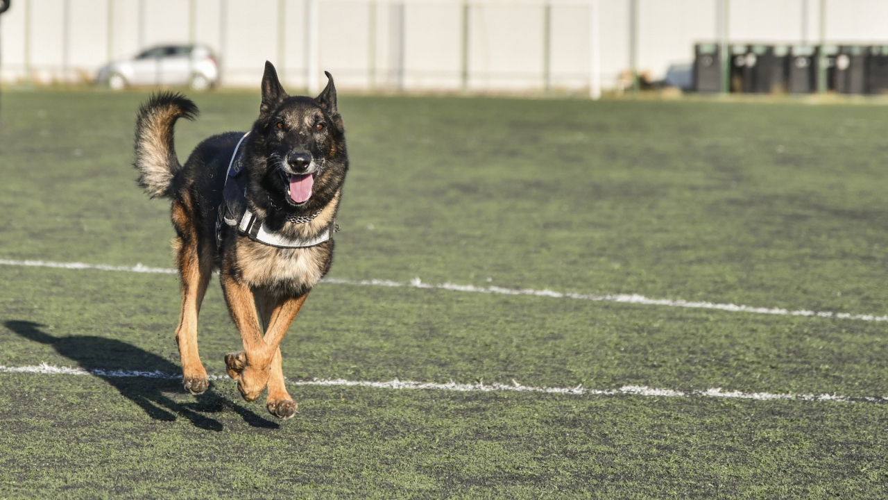 Bomba arama konusunda uzmanlaştırılan "Timsah", polislerin en güvenilir mesai arkadaşı oldu.