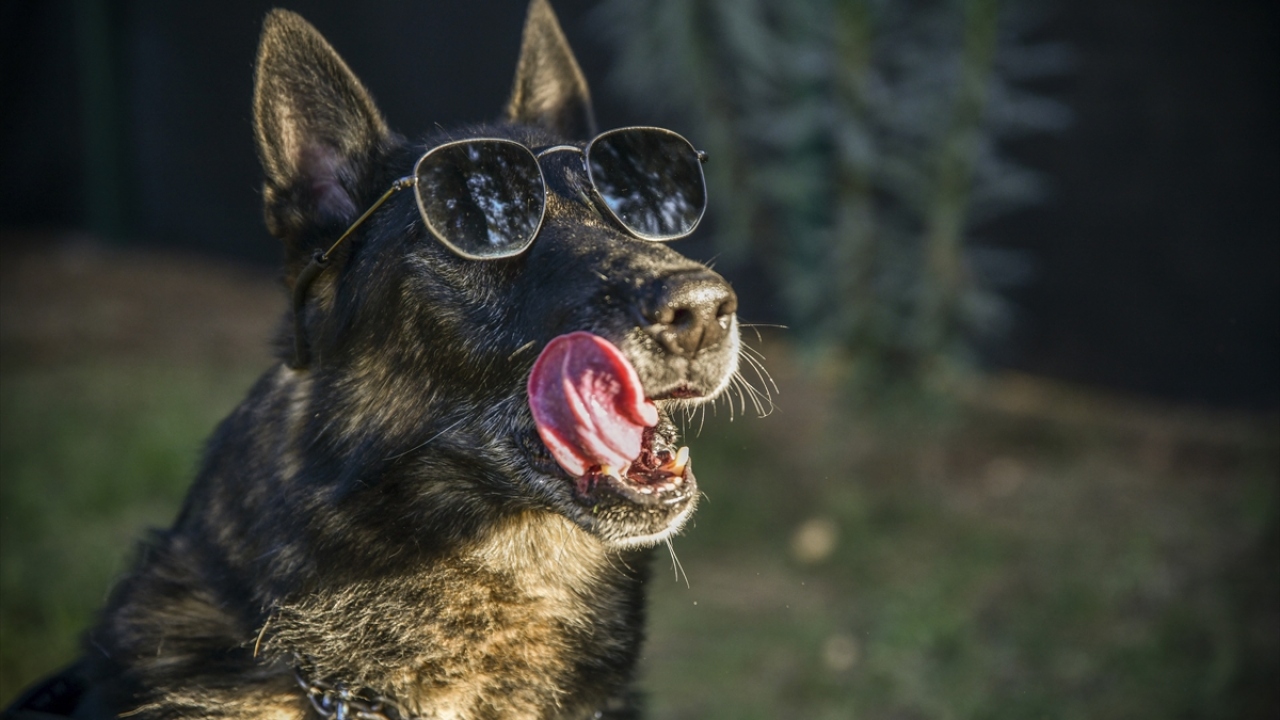 "Belki yüzlerce kişinin hayatını kurtardı"