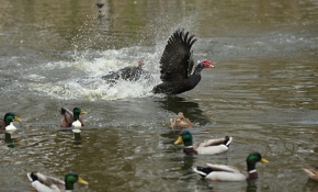 Kış turizm merkezi Kartepe sonbaharda da güzel
