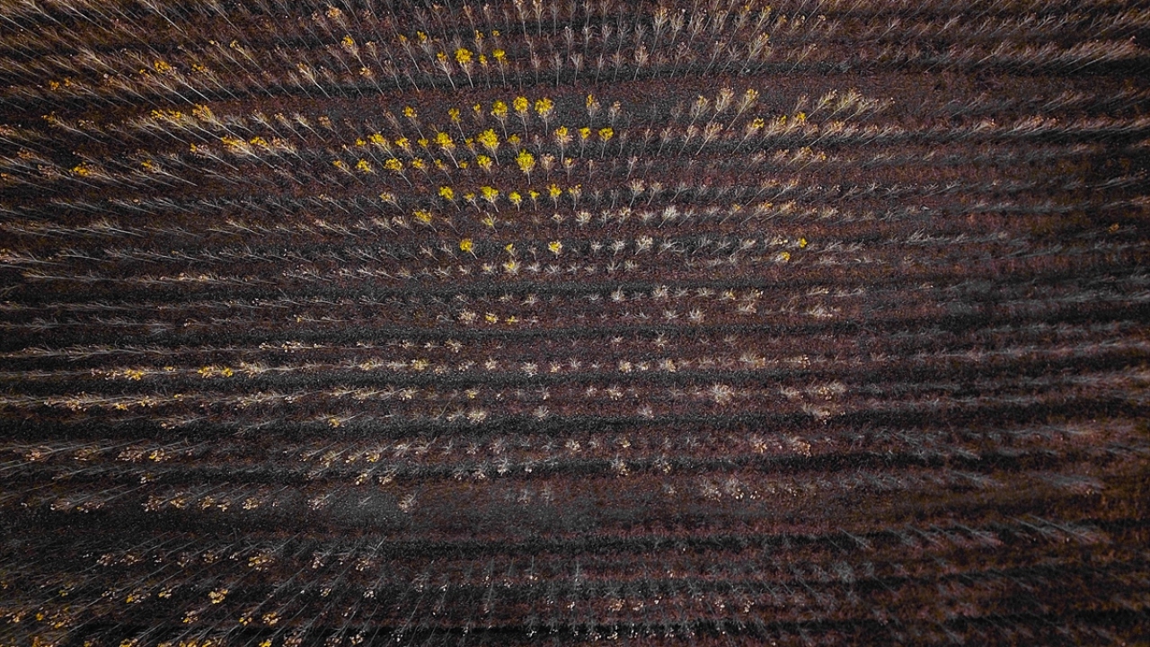 Son zamanlarda adından sıkça bahsettiren İrem Bağları, artan ünüyle doğaseverlerin de uğrak mekanları arasında yer almaya başladı.