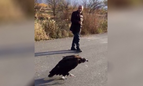 Nesli tehdit altında olan "kara akbaba"yı iki arkadaş yolda görüntüledi