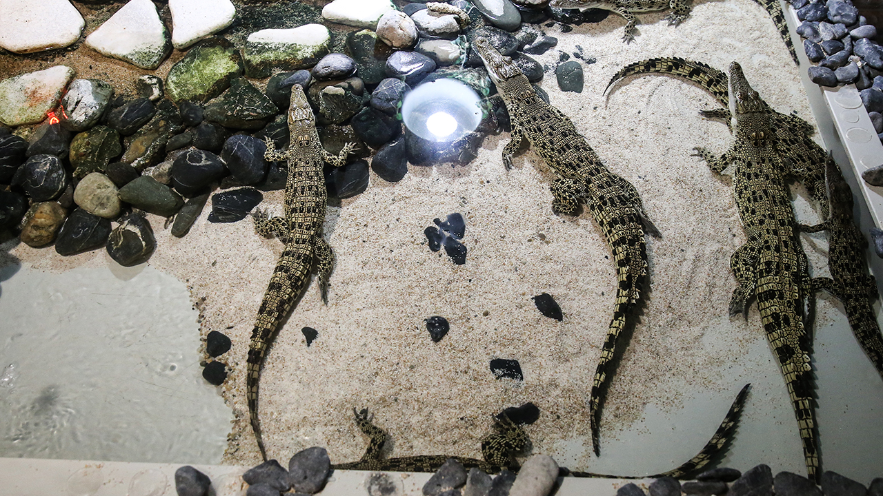 Emaar Akvaryum ve Sualtı Hayvanat Bahçesinde gerçekleşen etkinlikte, yavru timsahların birinci yaşı kendilerine özel balıktan hazırlanan doğum günü pastasıyla kutlandı.