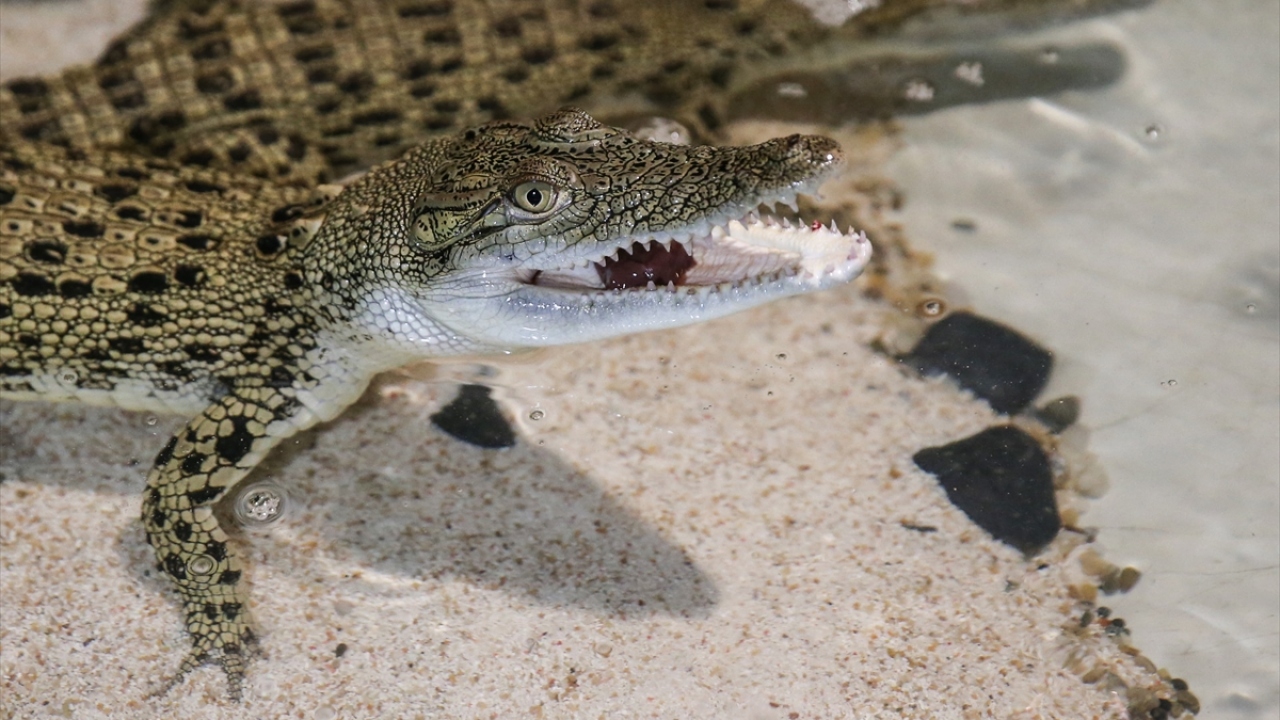 Yavru timsahlara, kendileri için özel olarak balıktan hazırlanan doğum günü pastası yem olarak verildi. 