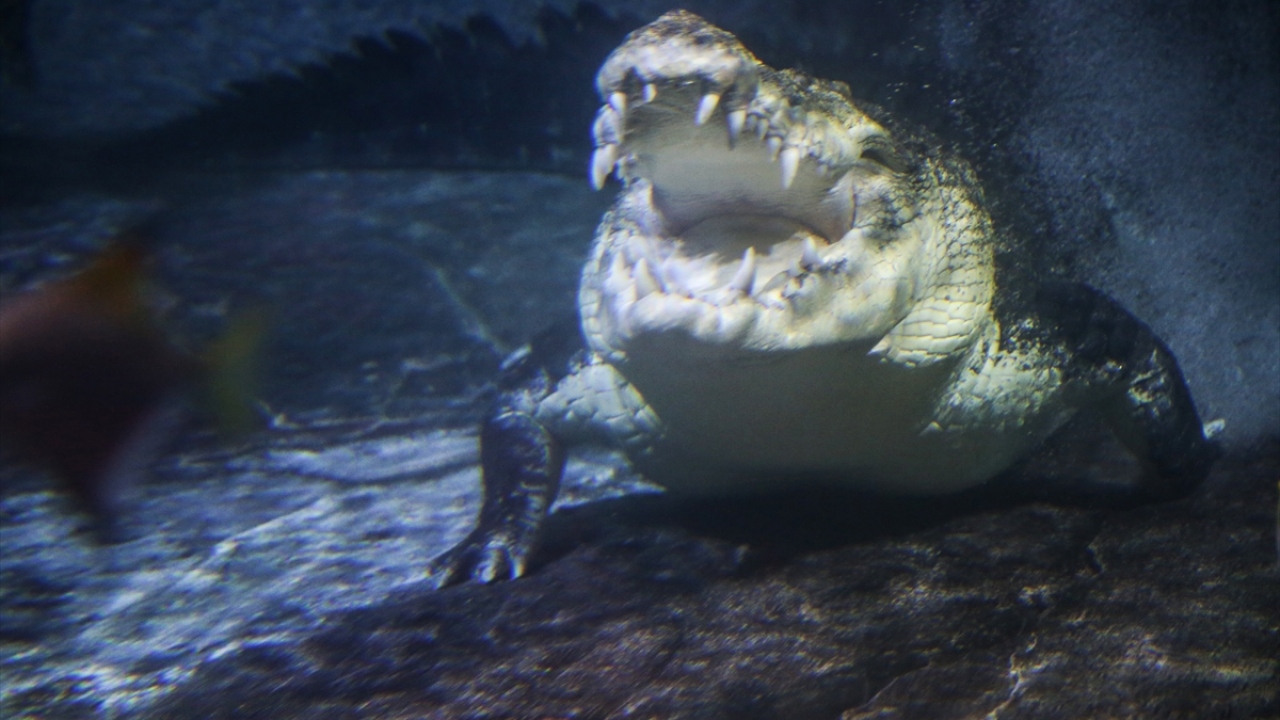 Dünyanın en büyük timsahı olarak bilinen 750 kilogram ağırlığında ve 5,5 metre boyundaki Kral Timsah, Emaar Akvaryum ve Sualtı Hayvanat Bahçesinde yerini aldı.