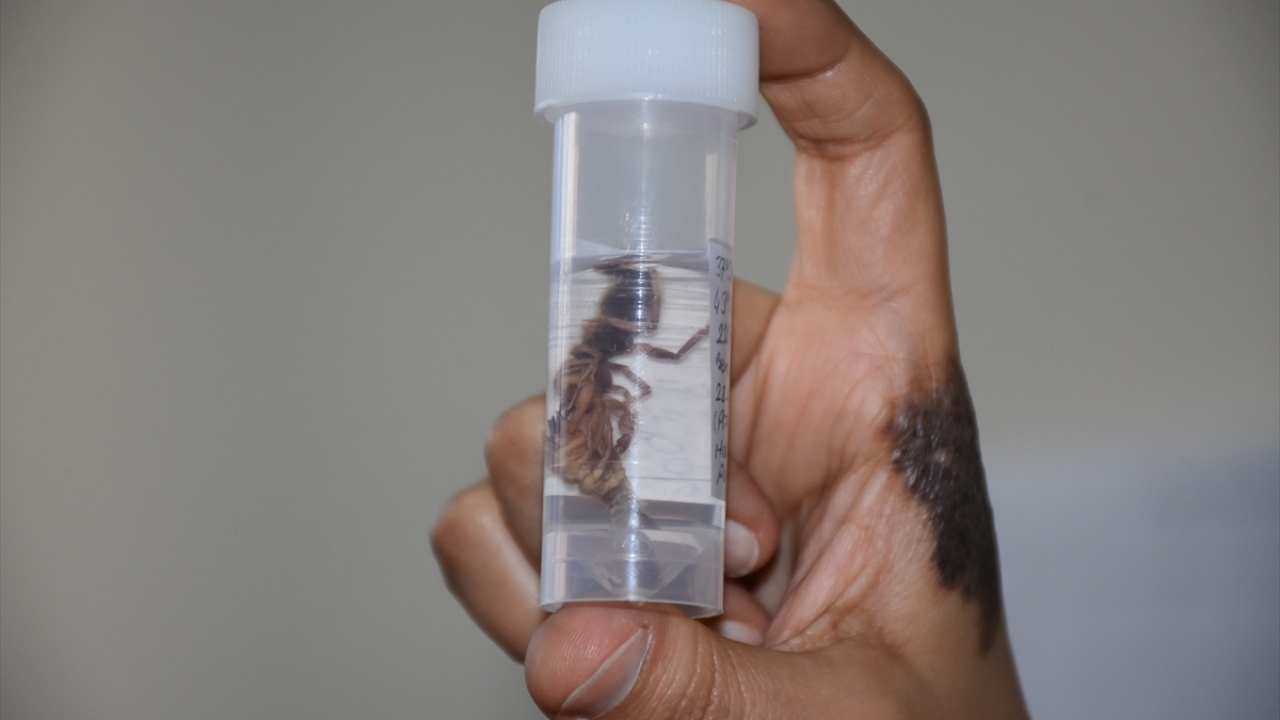 Bu kapsamda merkezde görevli öğretim üyeleri, "Hakkari İli Solifugae Faunasının Araştırılması ve Biyoçeşitliliğe Katkısı Projesi" kapsamında, kentin yüksek rakımlı bölgelerinde yürüttükleri çalışmalar sırasında yeni bir böğü türü tespit etti.