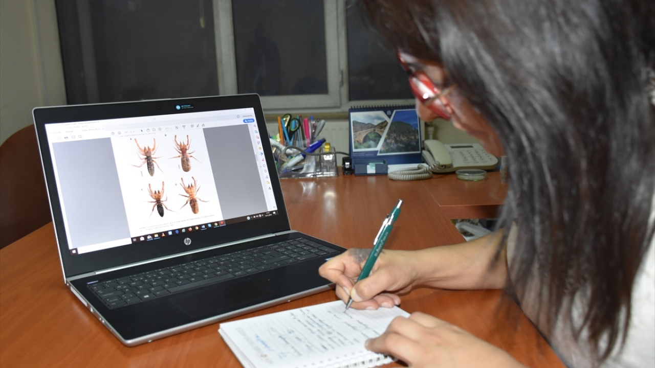 Halk arasında "sarıkız" ve "sarı ömer" olarak bilinen solifugae cinsine ait tür, "Gylippus (Paragylippus) Hakkaricus" ismiyle literatüre kazandırıldı.