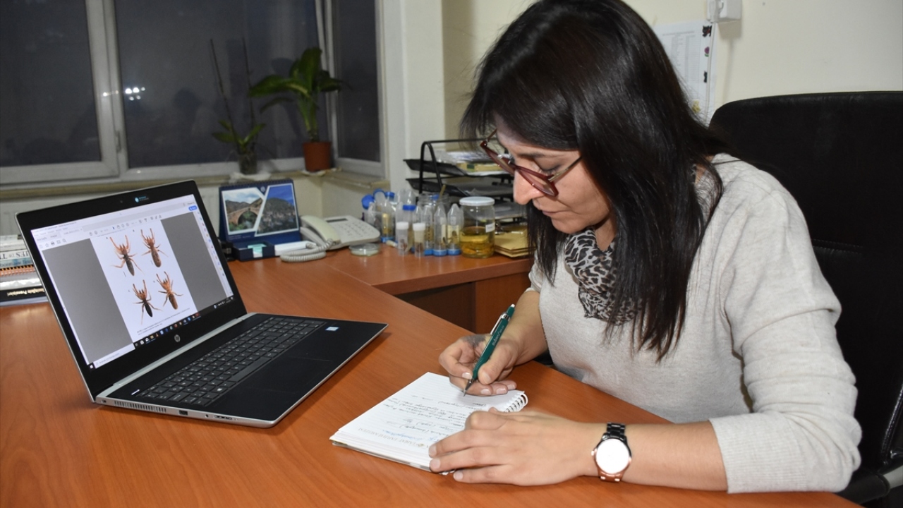 Örümceğe ilişkin makale, hayvan sınıflandırılması üzerine bilimsel yayın yapan uluslararası hakemli Zootaxa dergisinde yayımlandı.