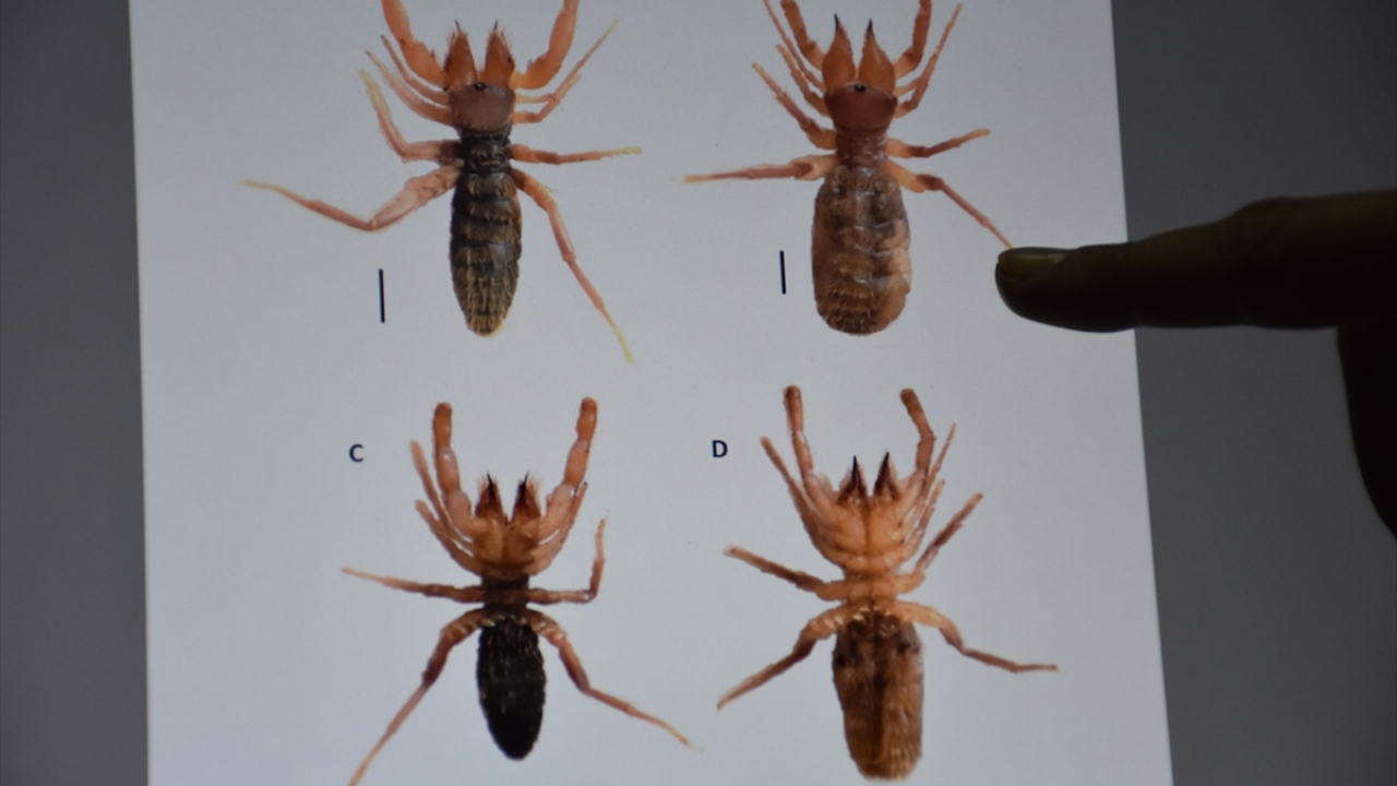 "Örümceğe Hakkaricus adını verdik"