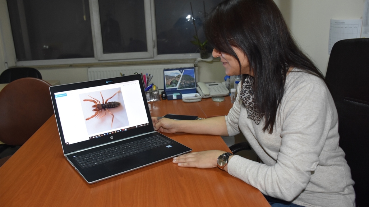 HÜ Fen Bilimleri Enstitüsü Biyoloji Ana Bilim Dalı Dr. Öğretim Üyesi Melek Erdek, proje kapsamında kent merkezi ve ilçelerinde arazi çalışması yürüttüklerini söyledi.