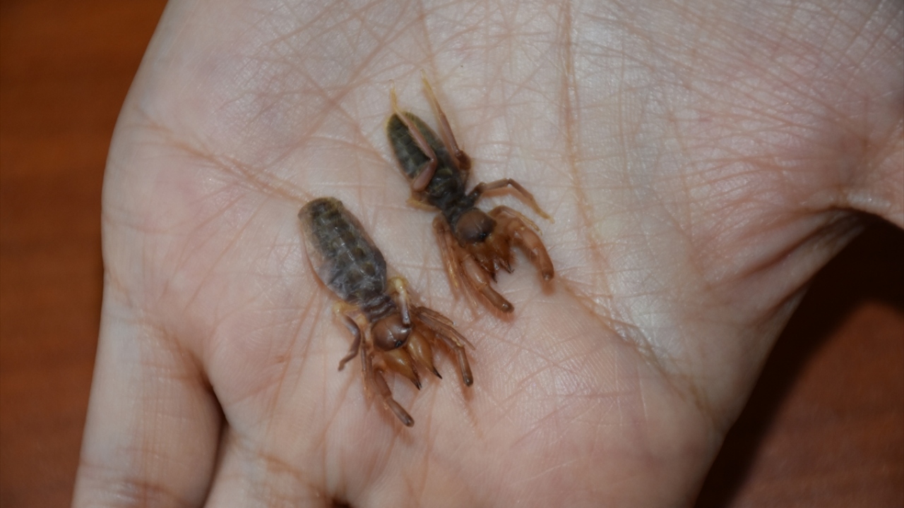 "Zehir bezi ve iğnesi bulundurmuyorlar"