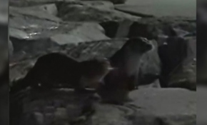 Su samurları Yenikapı ve Zeytinburnu sahillerinde görüntülendi