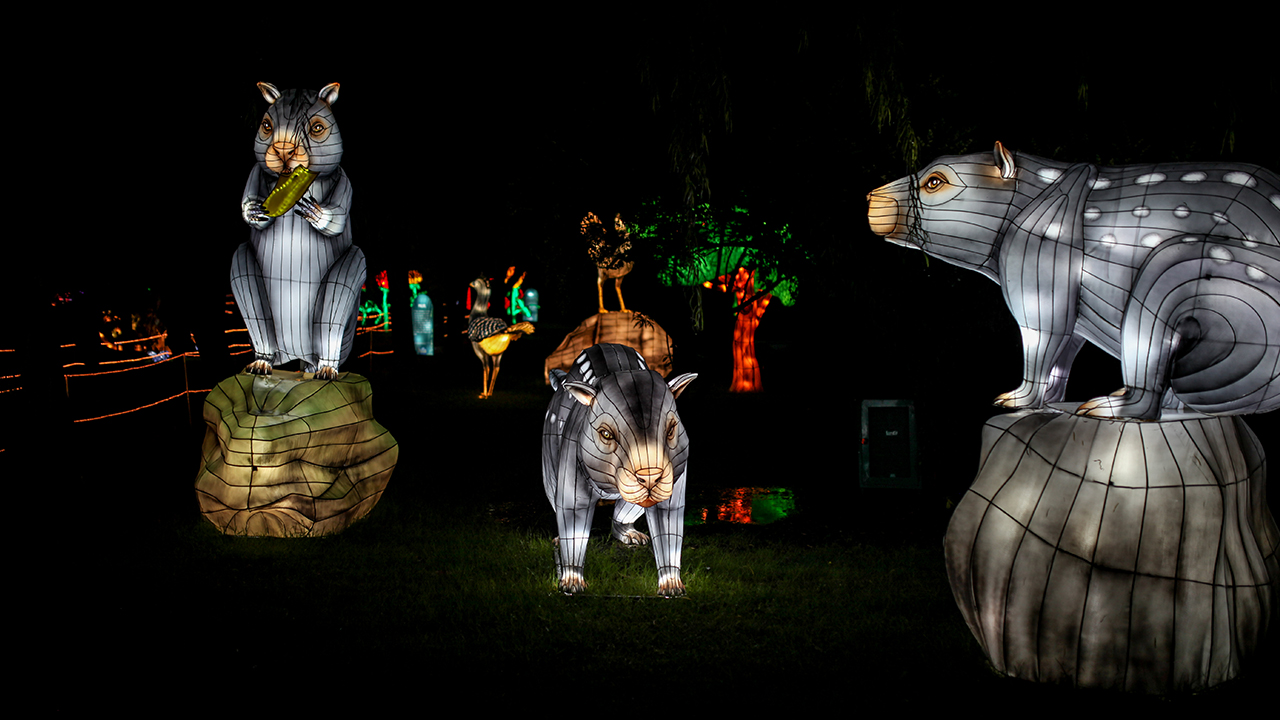 Festivalde, biyolojik çeşitlilik açısından zengin bir ülke olan Kolombiya`da bulunan hayvanlar ve bitkiler ile yaşadıkları okyanus, ova, bozkır, çöl, orman ve mangrov gibi ekosistemlerin ışıklandırmalarını içeren 470`den fazla yapı sergilendi. 