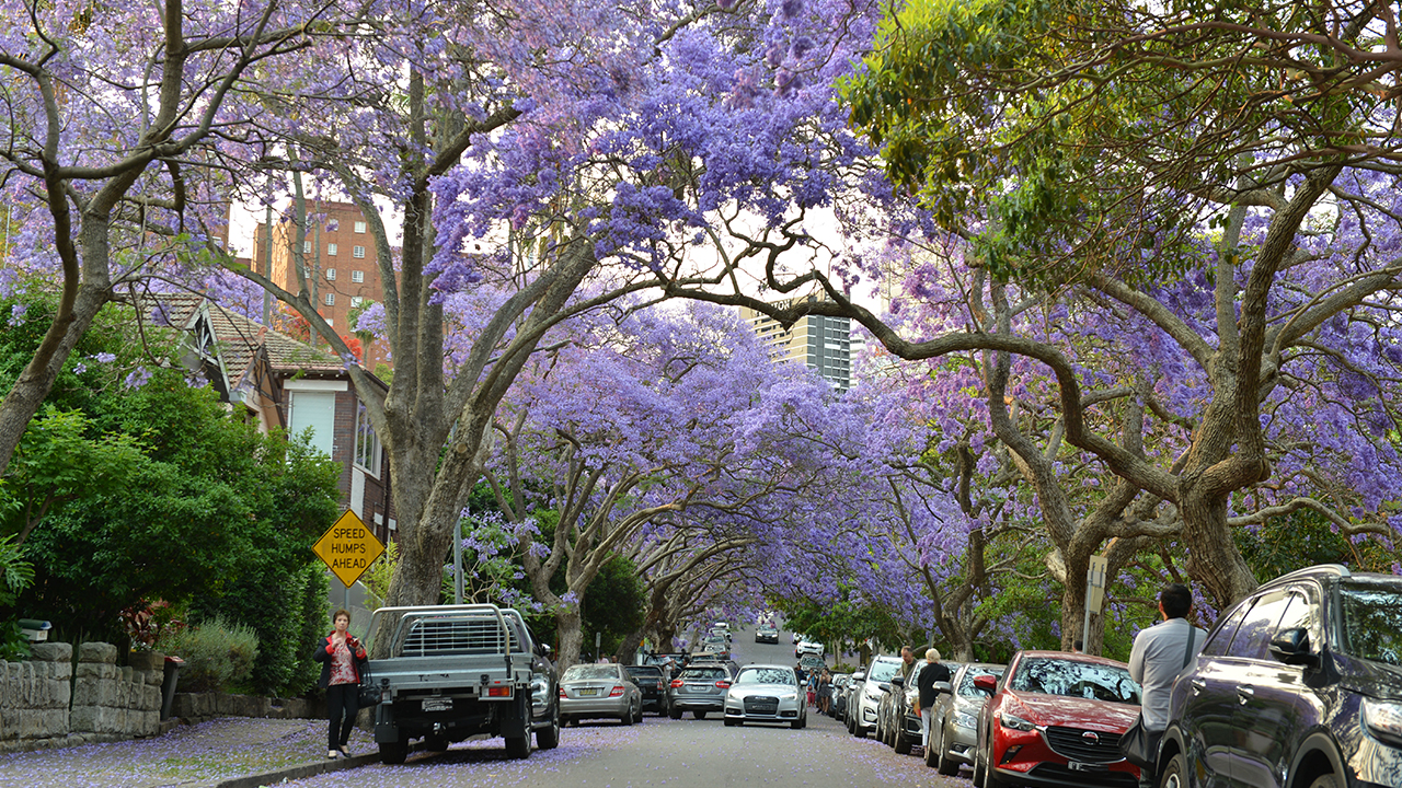 Ekim ve kasım aylarında açtığı mor çiçekleriyle Avustralya genelindeki birçok kenti süsleyen ağaçlar, özellikle Sydney’in Kirribilli semtinde ziyaretçi akınına uğrayan McDougall Sokağı`na ayrı bir güzellik katıyor.