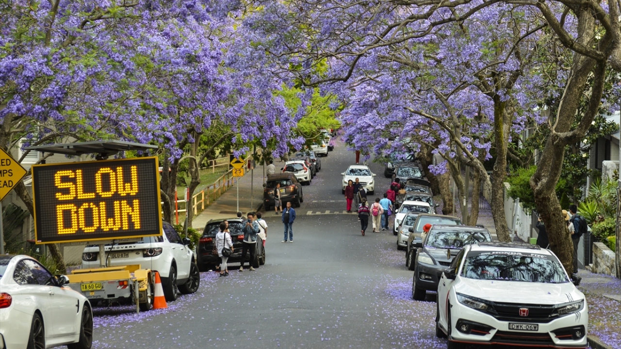 Rengiyle güzel bir manzara oluşturan ve ana vatanı Güney Amerika olan ağaçların yer aldığı McDougall Sokağı, turistler tarafından kafileler halinde ziyaret ediliyor.
