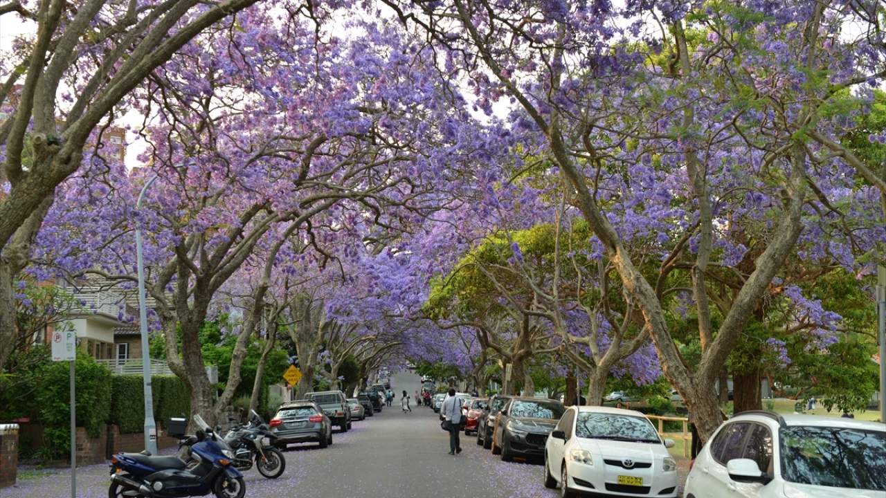 Avustralya’daki Noel şarkılarından birinde "Jakaranda ağacı çiçek açtığında, Noel vakti yaklaşmıştır." ifadeleri yer alıyor. Ağacın Latince adı ise jakaranda mimosifolia olarak biliniyor.