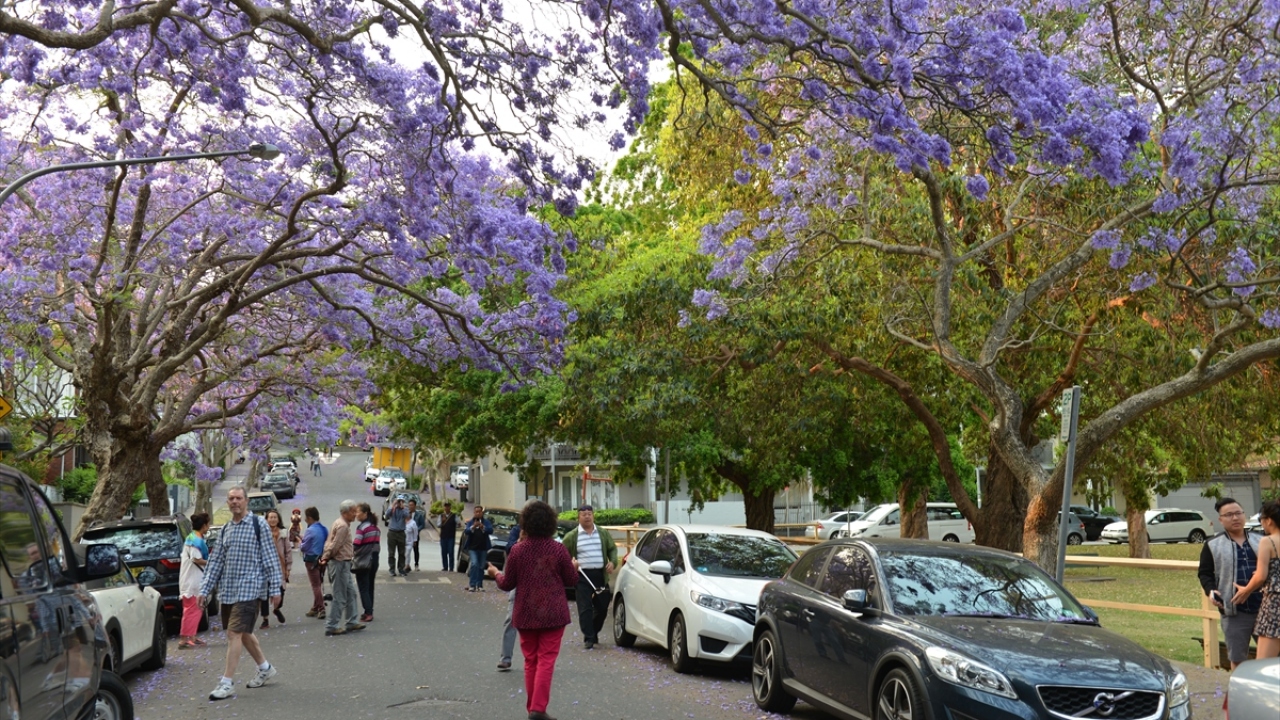 Yaklaşık 7-15 metre uzayabilen ağaçlar, Güney Amerika ülkelerinden başta Paraguay olmak üzere Bolivya ve Arjantin gibi ülkelerde de konuşulan Guarani dilinde "güzel kokulu" anlamına geliyor.