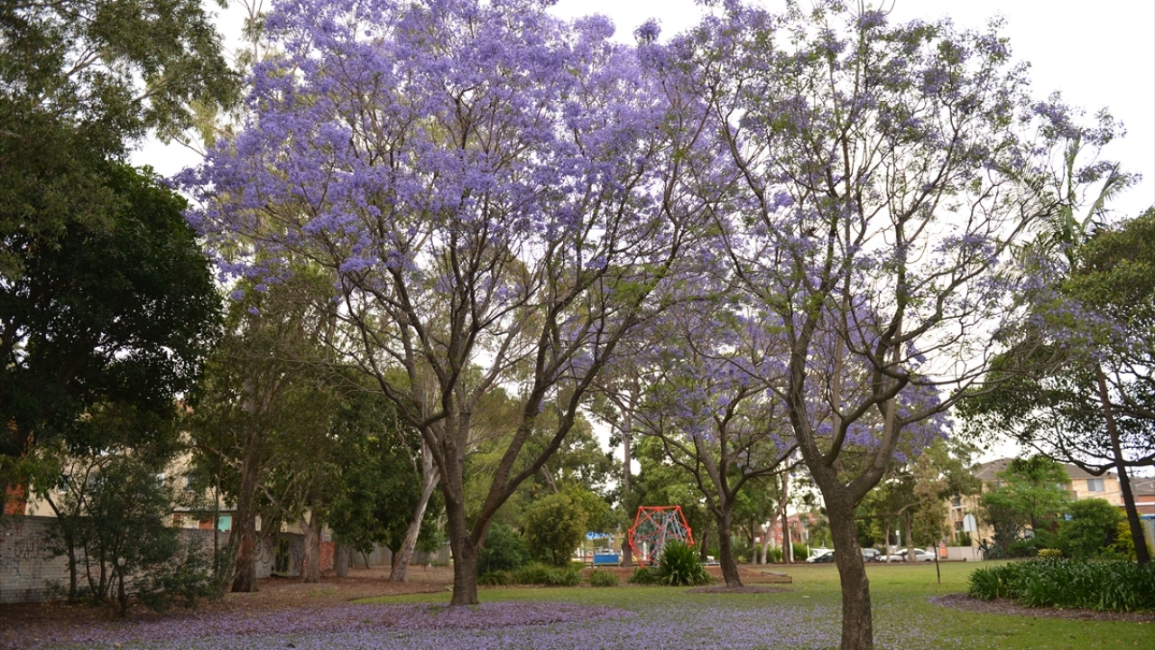 Güney Amerika, Avustralya ve Güney Afrika`nın yanı sıra Avrupa ülkelerinde de görülen ağaç, Ege ve Akdeniz bölgesinde mayıs-haziran aylarında çiçek açıyor.