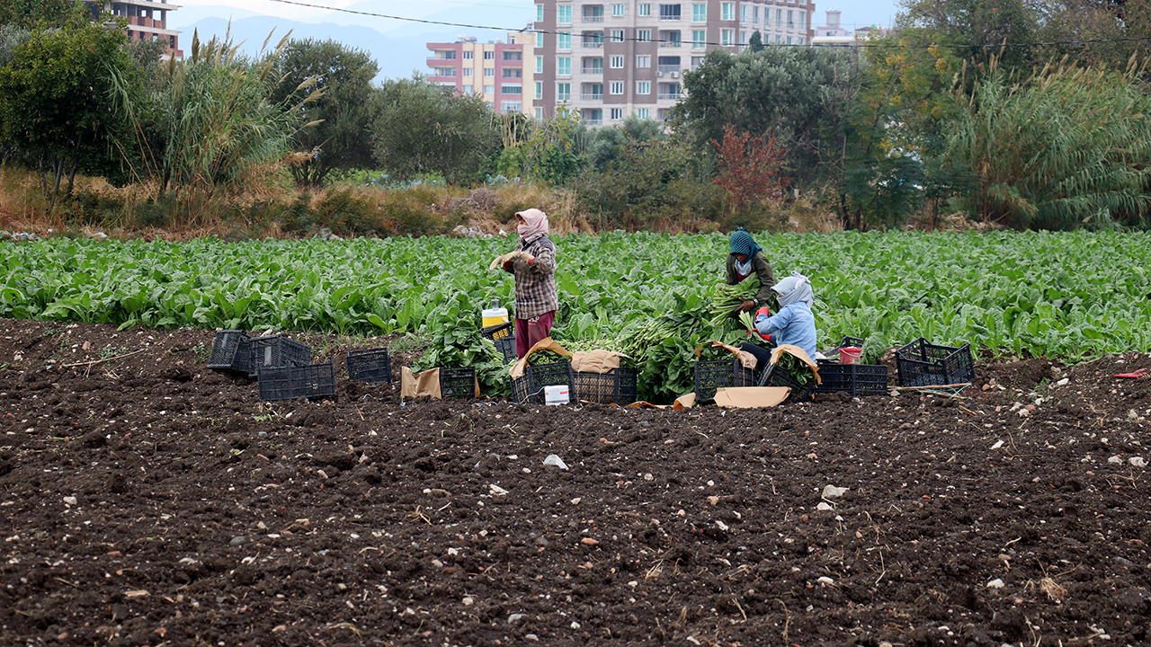 Türkiye ihtiyacının yüzde 78`ini karşılayan Hatay`da pazı hasadına başlandı. Hava sıcaklığının mevsim normallerinin üzerinde seyretmesi dolayısıyla pazıda yaşanan verim artışı üreticiyi memnun etti.