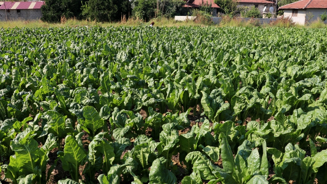 Geçen yıl 7 bin 446 ton pazı yetiştirilen kentte, verimin bu yıl daha da artması beklenirken, ürünün hasadı 2020`nin bahar aylarına kadar sürecek.