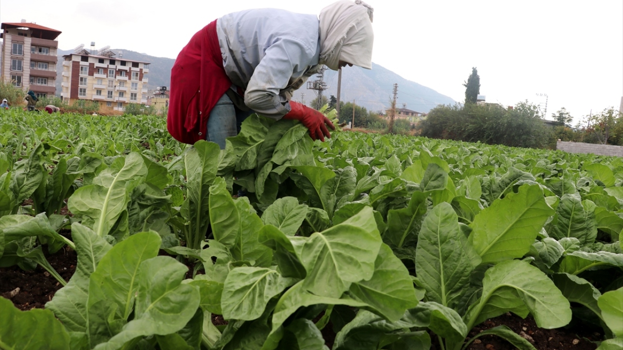 Pazının kilogramının tarlada 1 liradan satıldığını anlatan Gümüş, havalar soğudukça fiyatın 2 liraya kadar yükseleceğini belirtti.