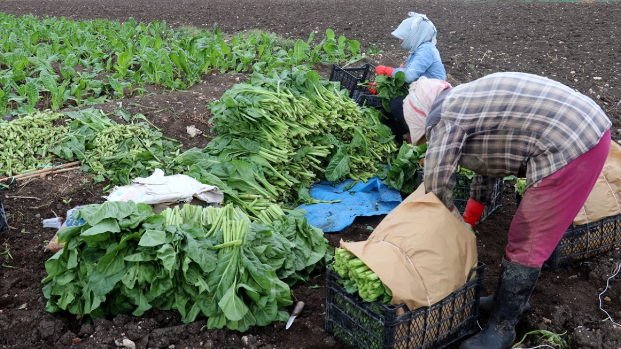 Çiftçi Enver Kelahmetoğlu da bu yıl 7 dönüm arazide pazı ektiğini ve iyi verim aldığını kaydetti.