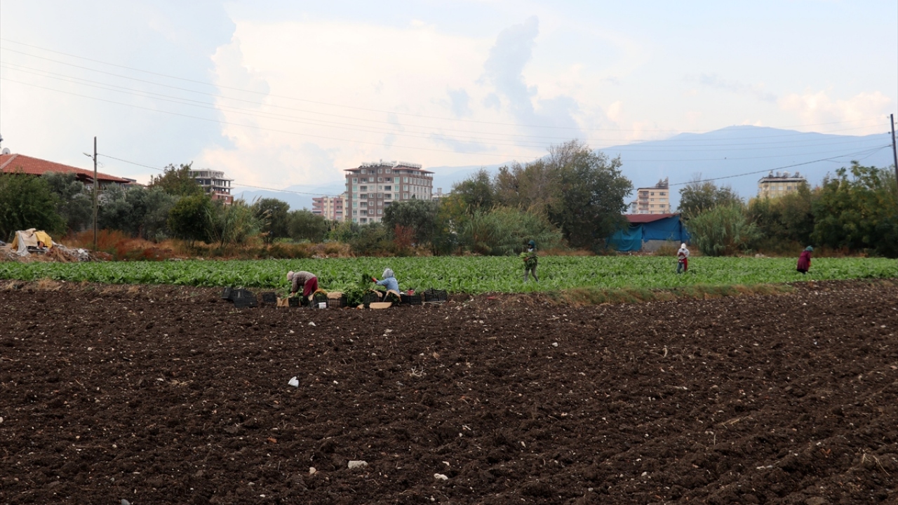 Kelahmetoğlu, havaların soğumasıyla pazıya olan talebin artmasını beklediğini belirtti.