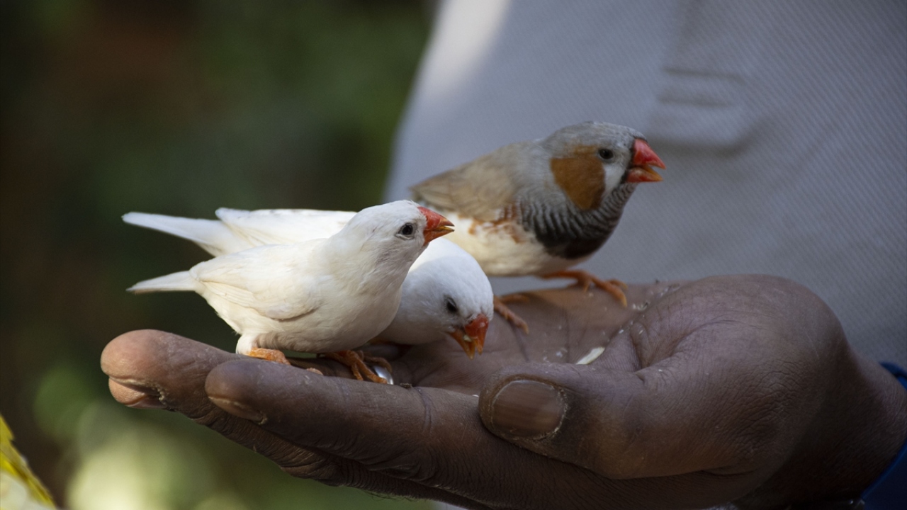 Yeni yetişen nesillerden ilham aldığını anlatan Tahir, kuşlar, balıklar, ekosistem gibi konularda iki sene araştırma yaptığını dile getirdi.