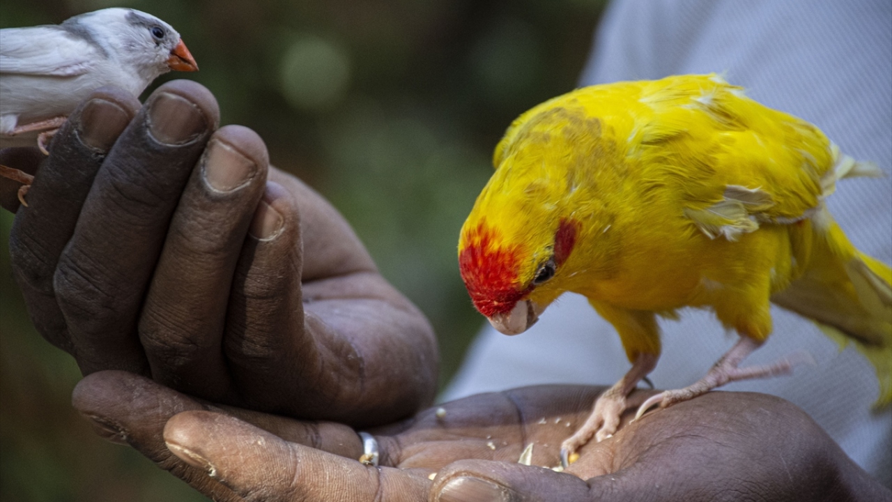 Dünyanın farklı ülkelerinden tropikal iklime has 22 çeşit kuş beslediğini dile getiren Tahir, şöyle devam etti: