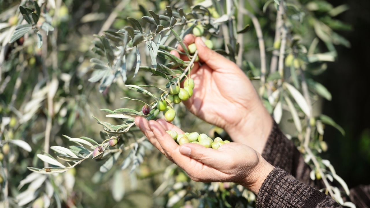 Başta Halhalı olmak üzere zonciki, güleki, mavi, kejik, belloti, mazi, gurseki ve melkabaz çeşitlerinde 11 bin 800 dekar alanda üretimi yapılan zeytinde bu yıl 25 bin ton rekolte sağlandı.