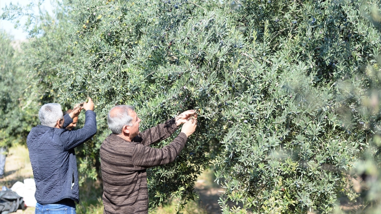Yağı ödül kazanan zeytin pazara inmeden tükendi