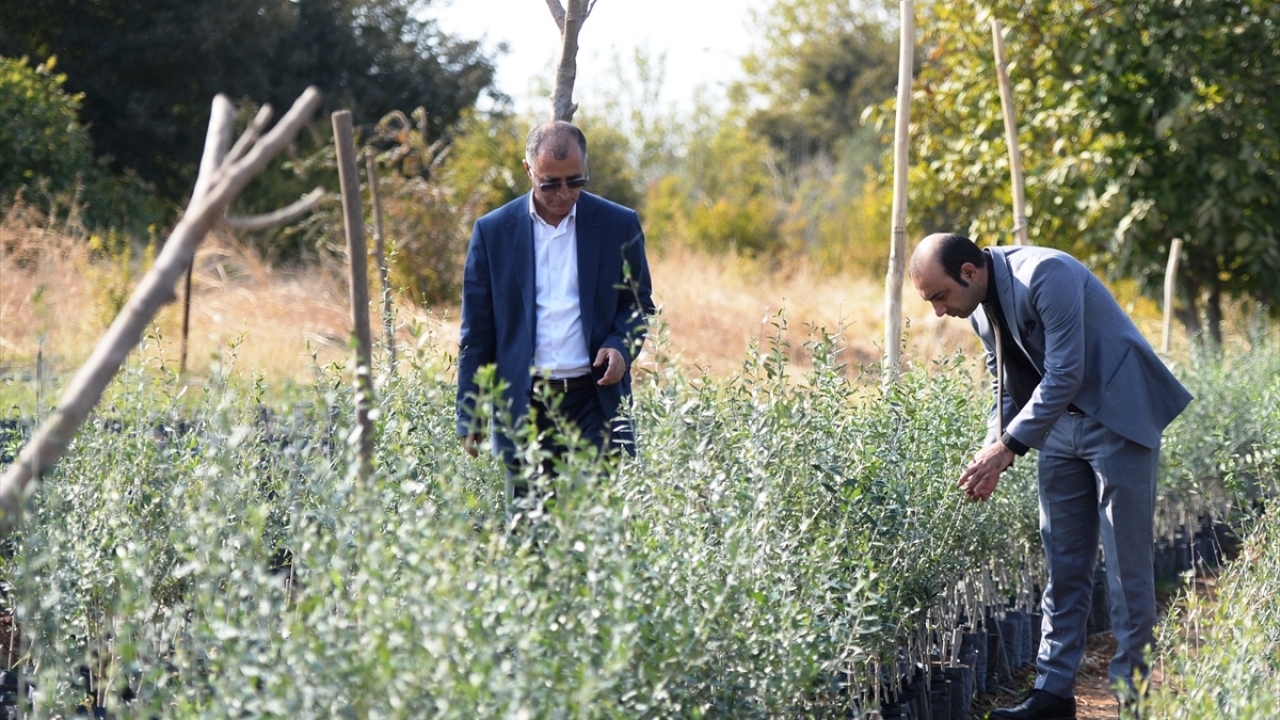 Proje kapsamında ilçede yaklaşık 5 bin zeytin fidanından oluşan bahçeler kuruldu, çiftçilere hibe edildi, özel şirketler de ilçede binlerce zeytin fidesi yetiştirmeye başladı.