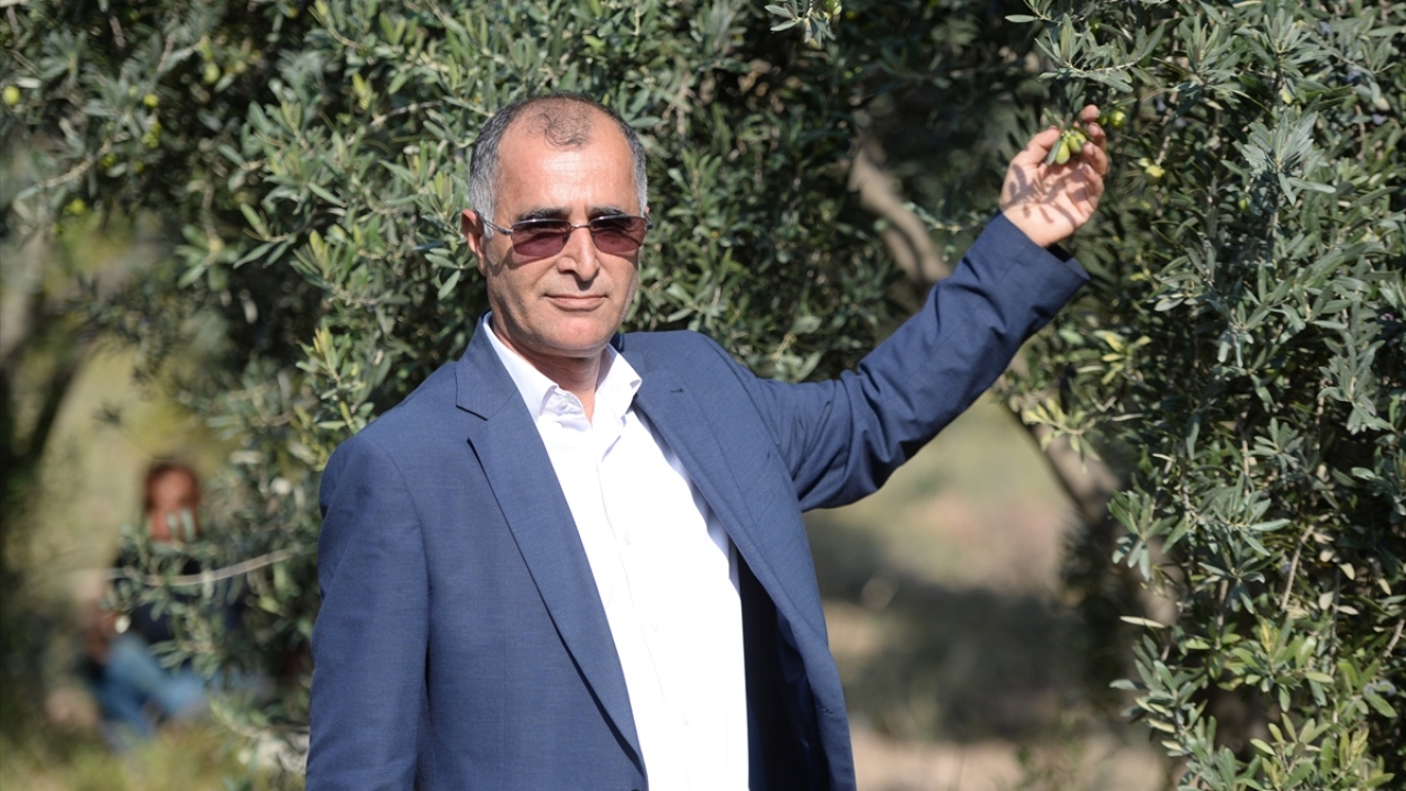 Derik Ziraat Odası Yönetim Kurulu üyesi Ramazan Açan, yaptığı açıklamada, ilçede 185 bin zeytin ağacının meyve verdiğini söyledi.