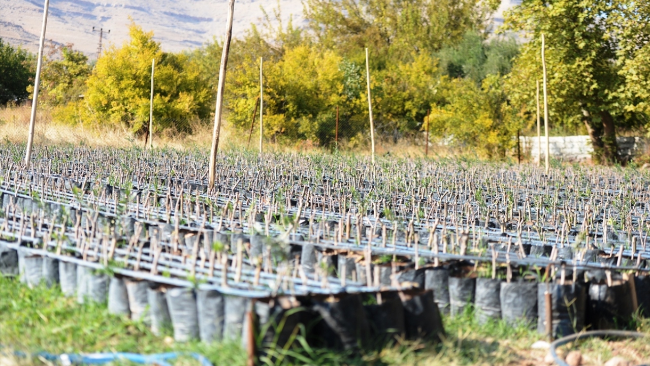"Derik`te zeytin şahlandı"