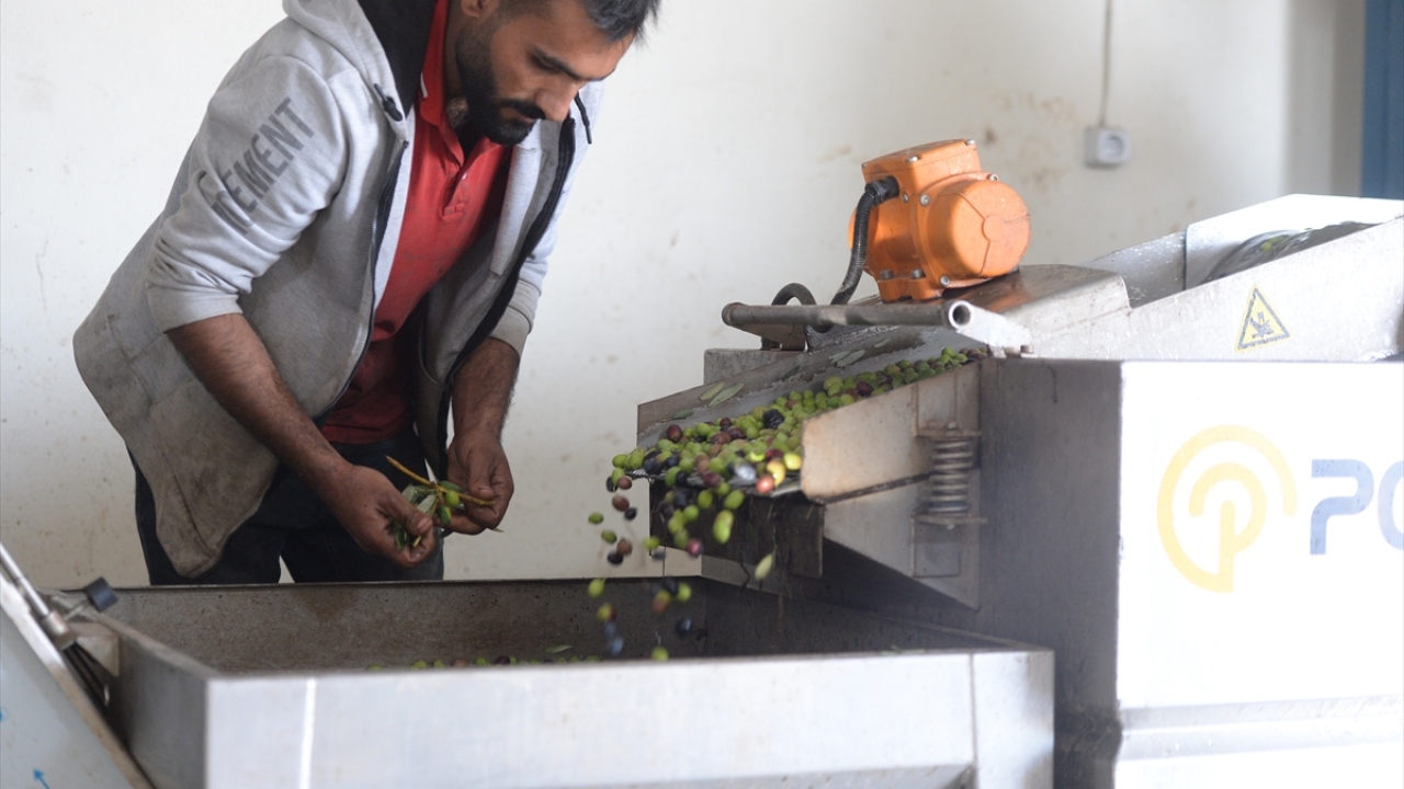 Kaymakamlık ve Tarım Orman Müdürlüğünün büyük desteği olduğunu dile getiren Ufak, zeytinyağının ödüllendirilmesinin ardından zeytine rağbetin arttığını aktardı.