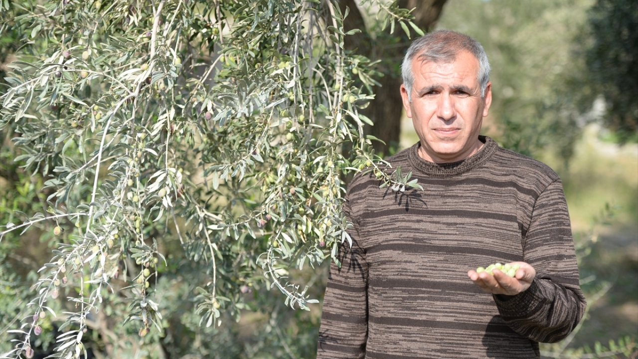 Ziraat mühendisi Hamdullah Demir de Derik`te üretilen halhalı zeytinin hem damak tadı hem de sağlık için çok iyi olduğunu belirtti.