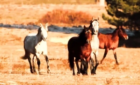 Kumalar Dağı'nın yılkı atları