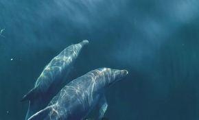 İstanbul Boğazı'ndan geçen sevimli yunuslar