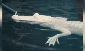 Timsahların masaj keyfi