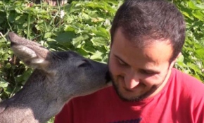 Köye gelen yavru karacayı elleriyle besliyor