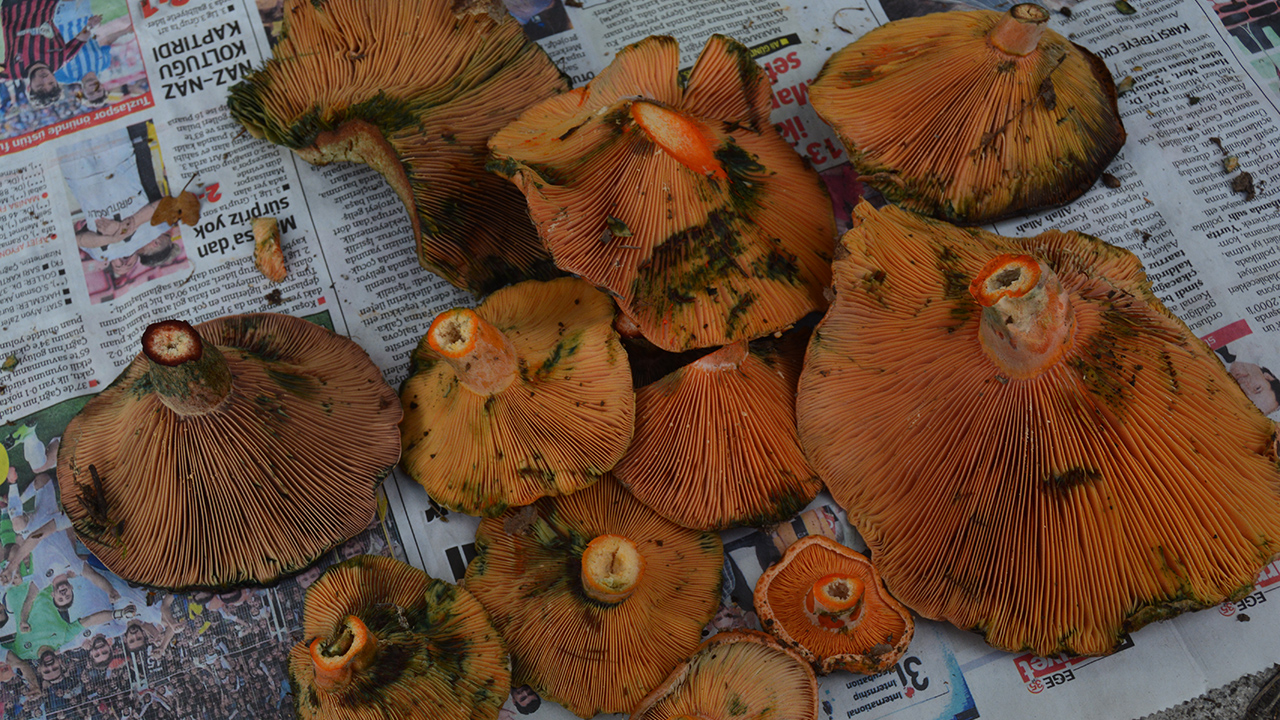 Ormanlık bölgelerde ağaç diplerinde yetişen mantarlar, kırsal mahallerde yaşayanlar tarafından toplanarak şehir merkezlerinde satışa sunuluyor. 