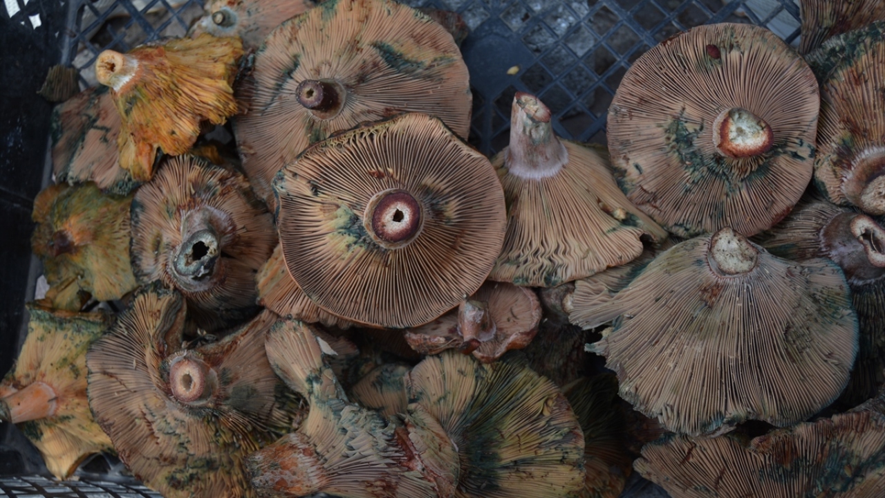 Kilosunun 15 ila 20 liradan satılan mantarlar ilgi görüyor ancak zaman zaman mantar zehirlenmelerine de yol açabiliyor. 