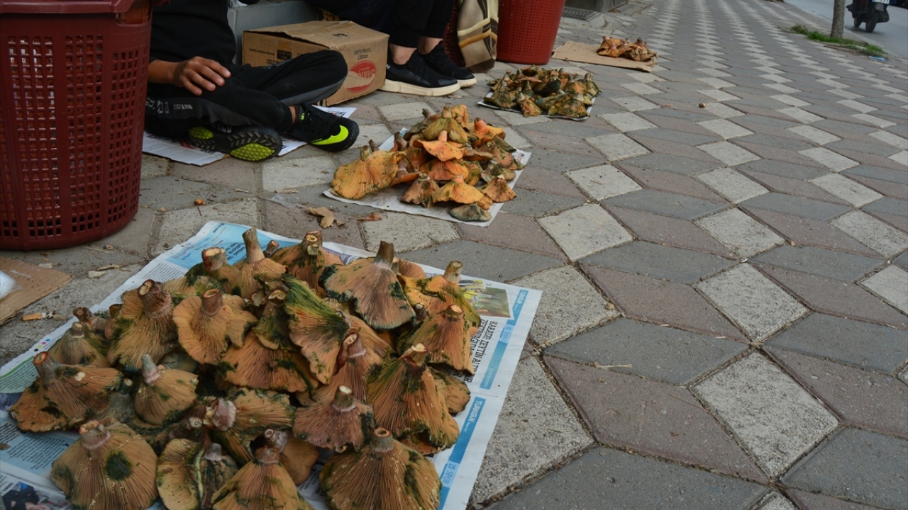 "Binlerce tür mantardan çok az kısmı yenilebilir"