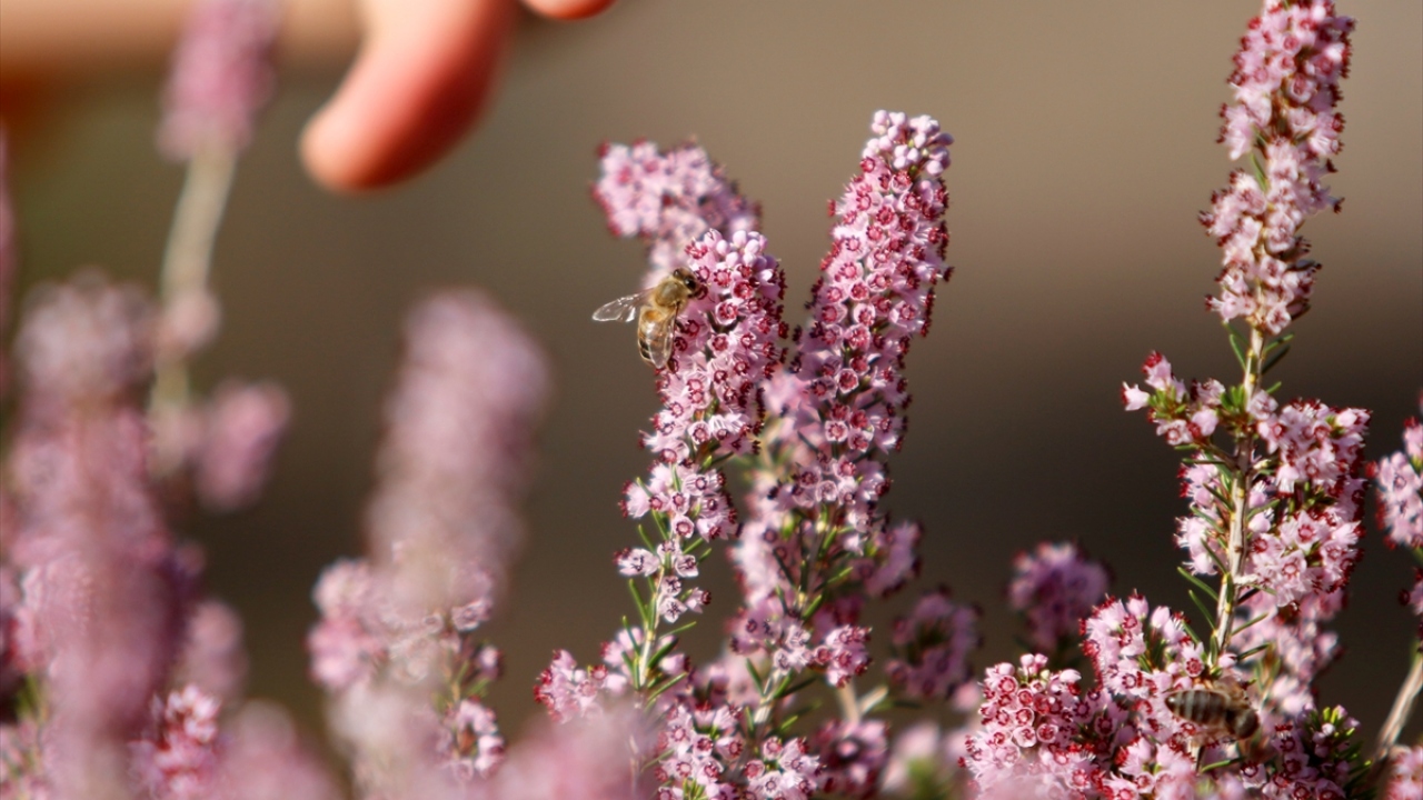 Arıcılık kursuna giderek sertifika alan Yavuz, 10 kovanla işe koyuldu. 