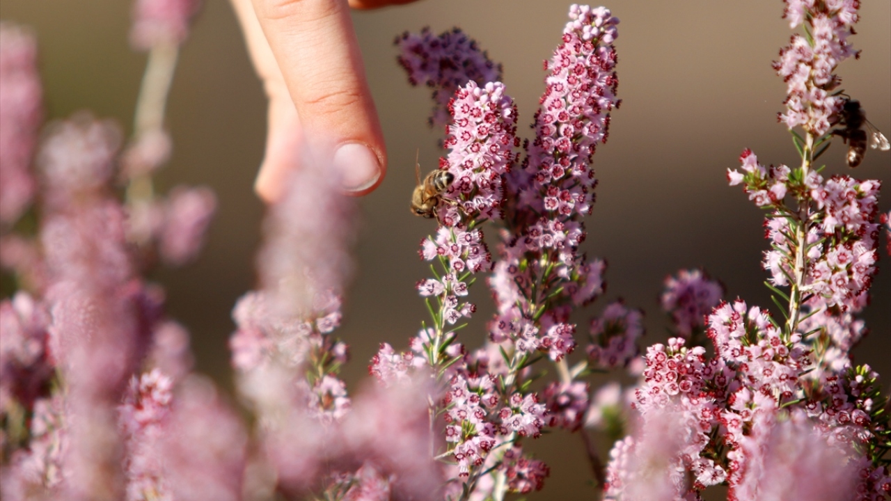 Kovan sayısı artınca ailesiyle Seydikemer ilçesinin kırsal mahallesi Zorlar`a taşınan Yavuz, bal, polen, propolis ve bal mumunun yanı sıra baldan elde ettiği 50 farklı ürünü internet üzerinden satmaya başladı. 