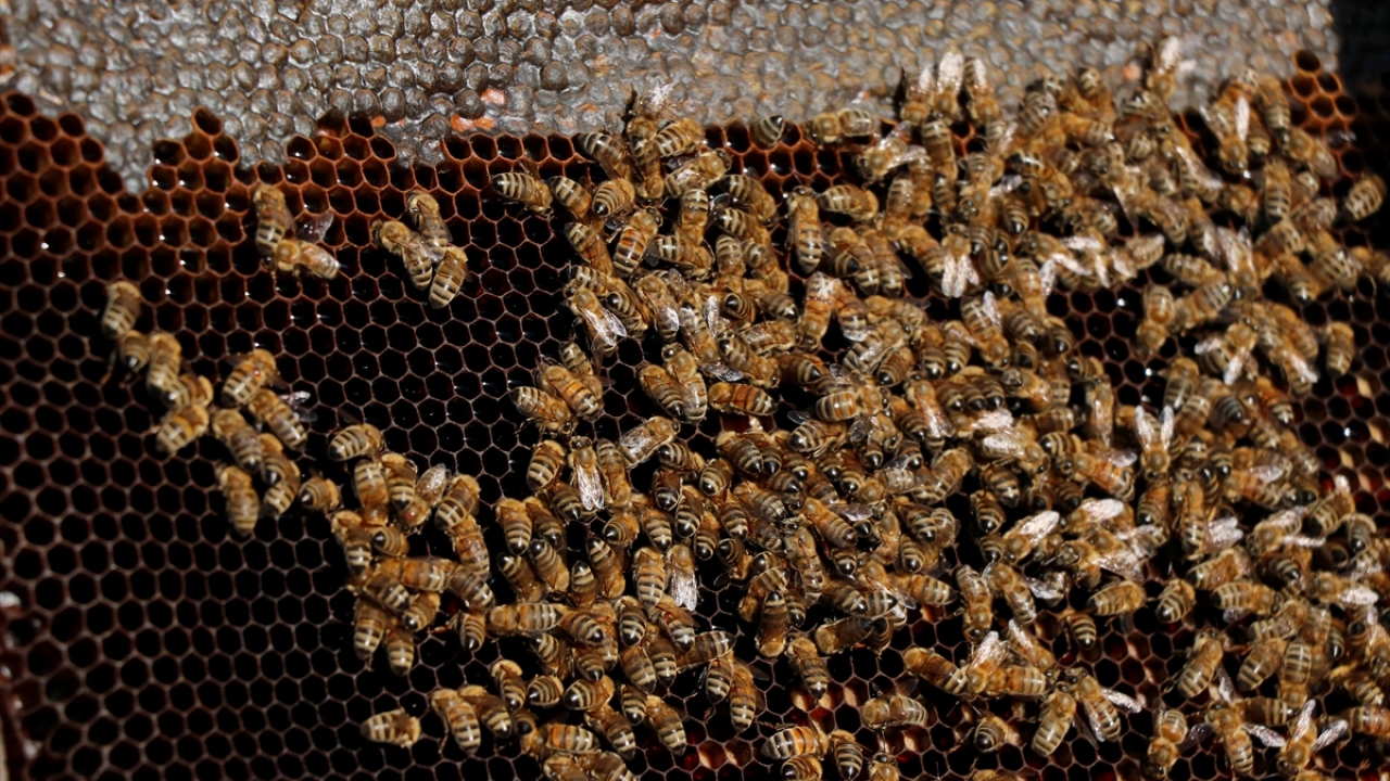 Yavuz, arılarla tanıştıktan sonra adeta hipnotize olduğunu ve bu işi yapmaya karar verdiğini söyledi.