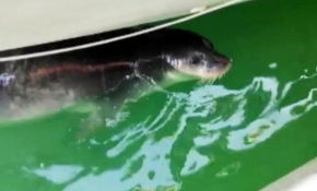 Antalya'da yine Akdeniz foku görüldü