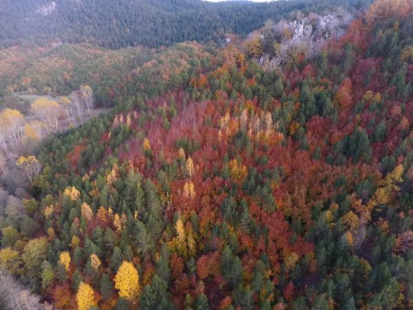 Endemik türlerin de olduğu yaklaşık 500 çeşit bitki türünü de bünyesinde barındıran 16 hektarlık orman, havadan çekilen görüntüleriyle yağlı boya tablosunu anımsatıyor.