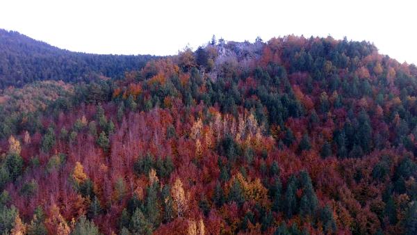 Karaçam, köknar, sedir, meşe, kayın ve gürgen ağaçları, yeşilin yanı sıra, sarı ve kırmızının tonlarını almaya başladı. 