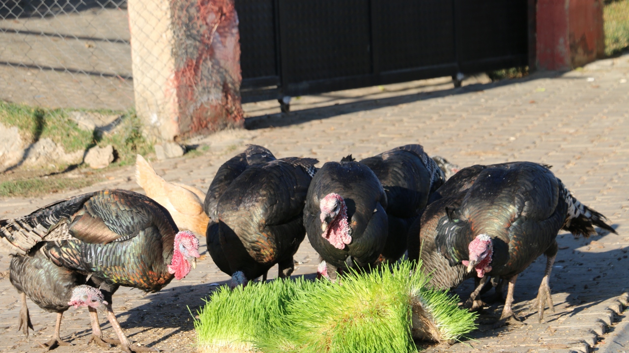 Cazip gördüğü bu sistemi kurmak için yeterli bütçesi olmayan Ugar, günde üç paket içtiği sigarayı bırakmaya karar verdi.