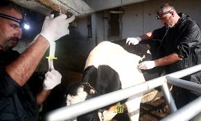 İstanbul köylerinin veterineri